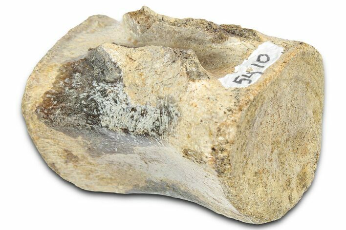 Fossil Dinosaur (Thescelosaurus) Caudal Vertebra - Montana #331250
